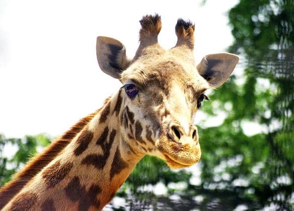 動物図鑑・マサイキリン